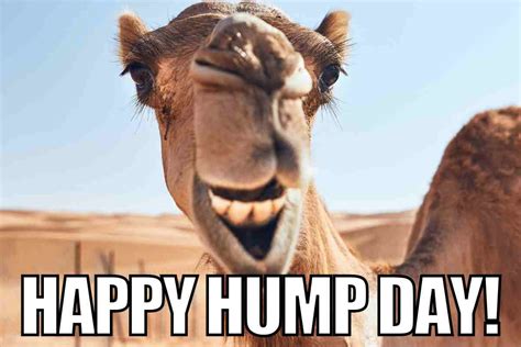 sexy happy hump day meme|Hump Day Memes gifs